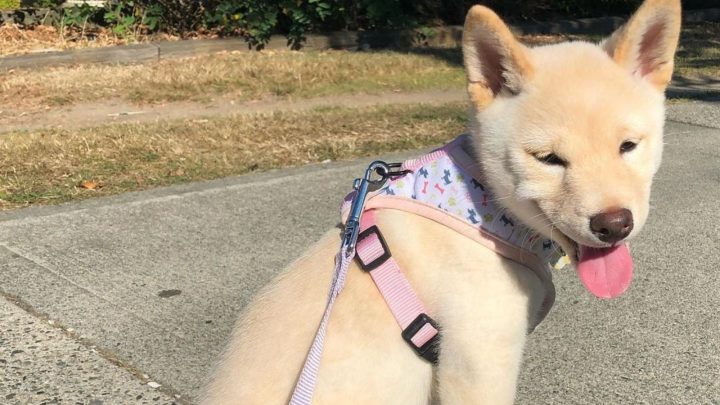 Cream Shiba Inu: The Rarest Shiba Color You’ll Adore