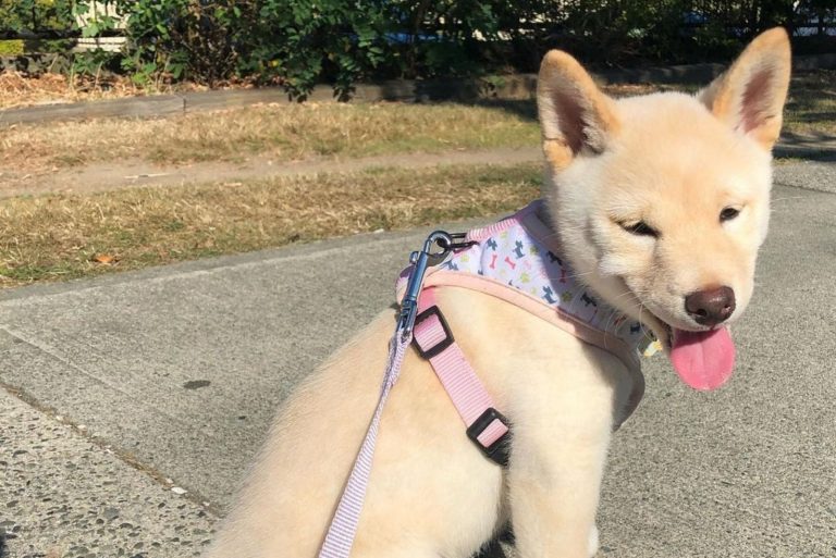 cream shiba inu
