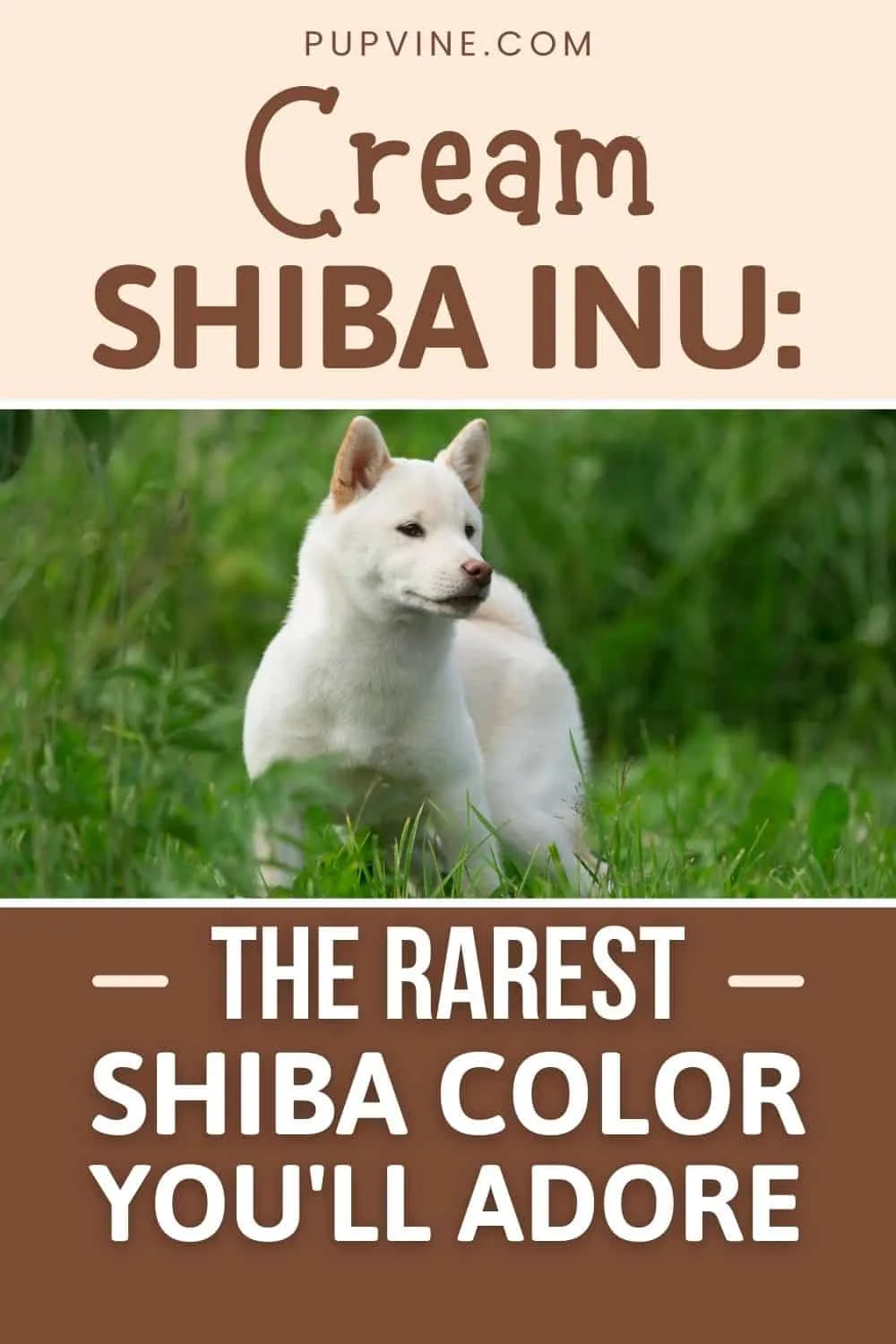 Cream Shiba Inu The Rarest Shiba Color You'll Adore