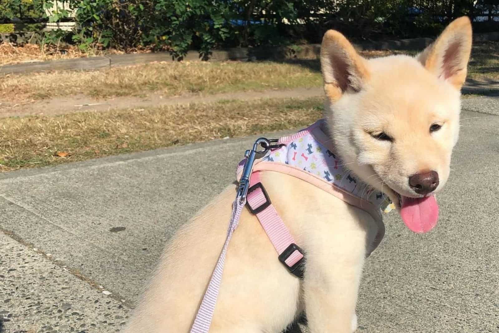 Cream Shiba Inu: The Rarest Shiba Color You’ll Adore