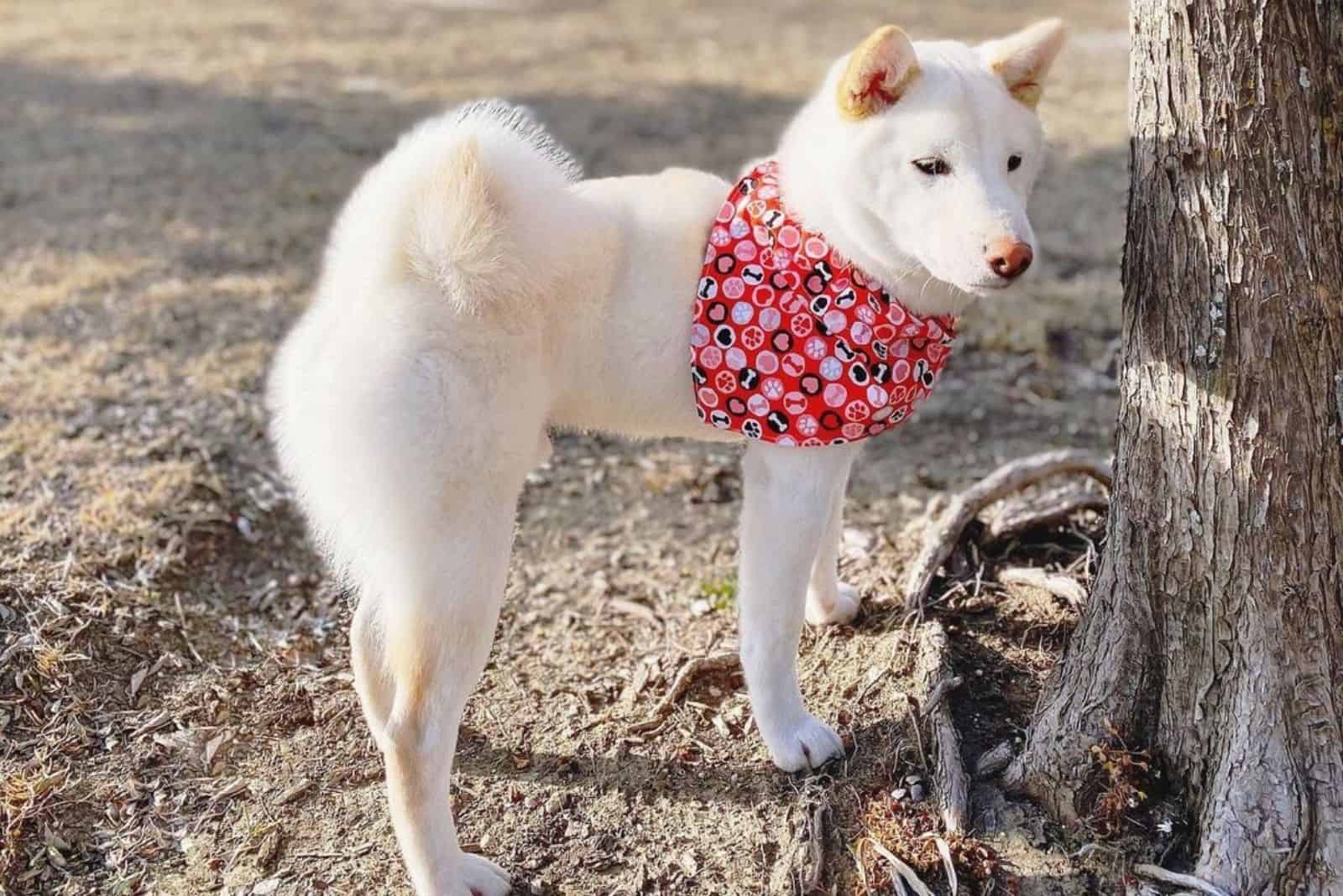 Cream Shiba Inu in park with cute scarf