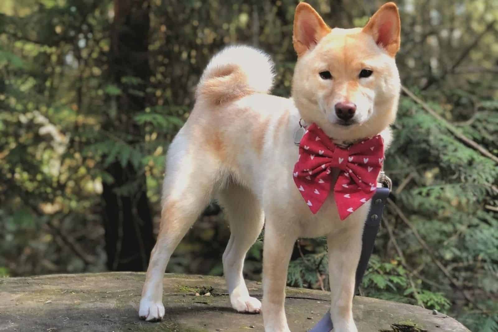 Cream Shiba Inu in park with cute tie