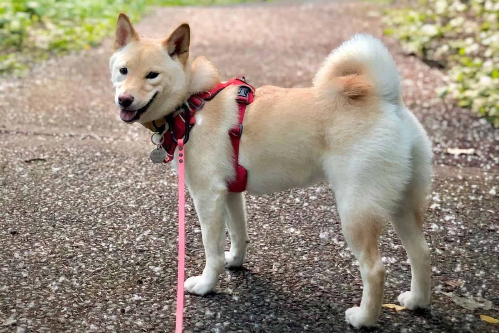 Cream Shiba Inu in park