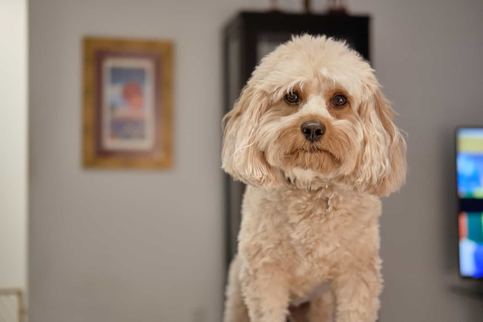 Cute Cute Cavapoo in the house