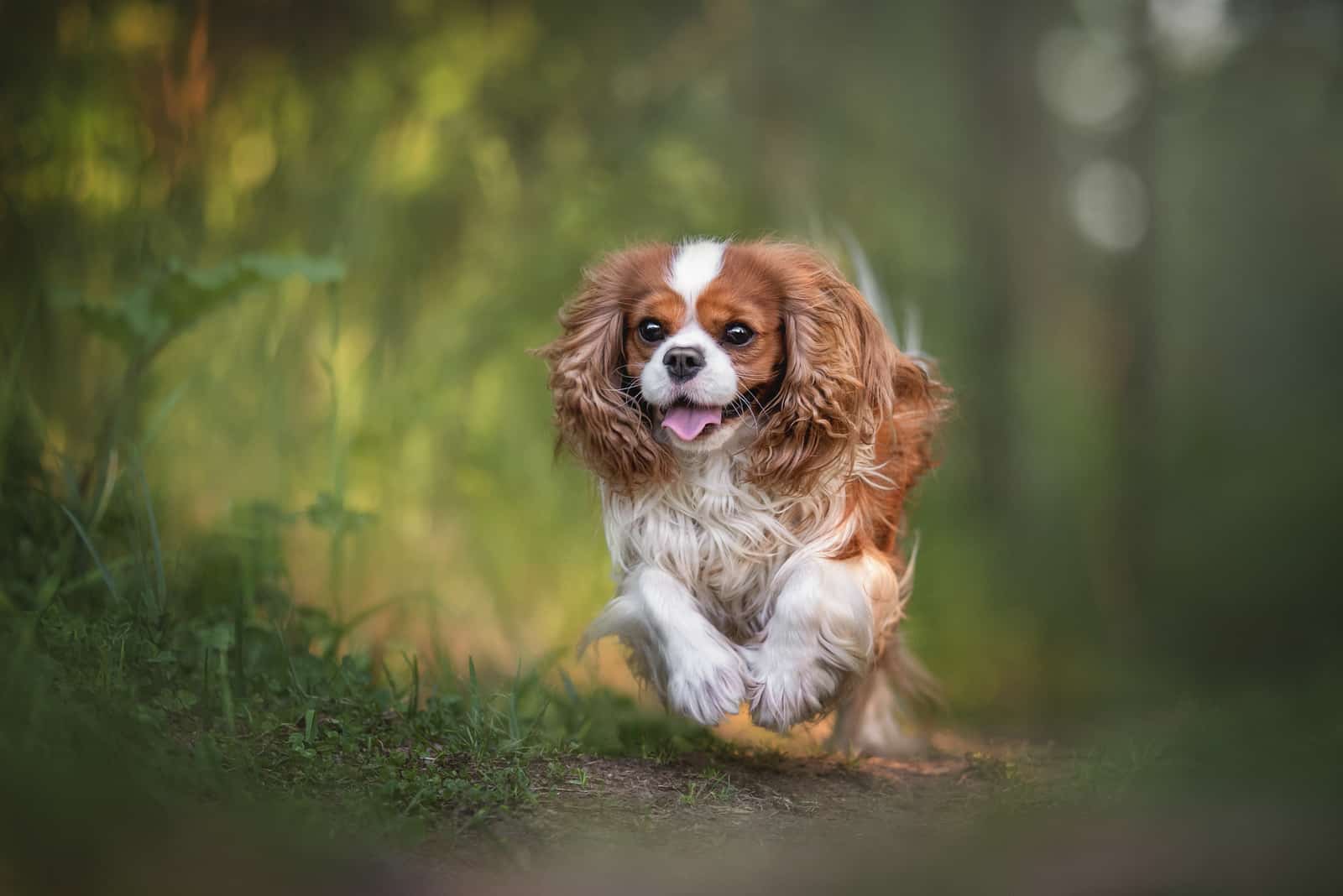 Cute cavalier king charles spaniel joyfully running