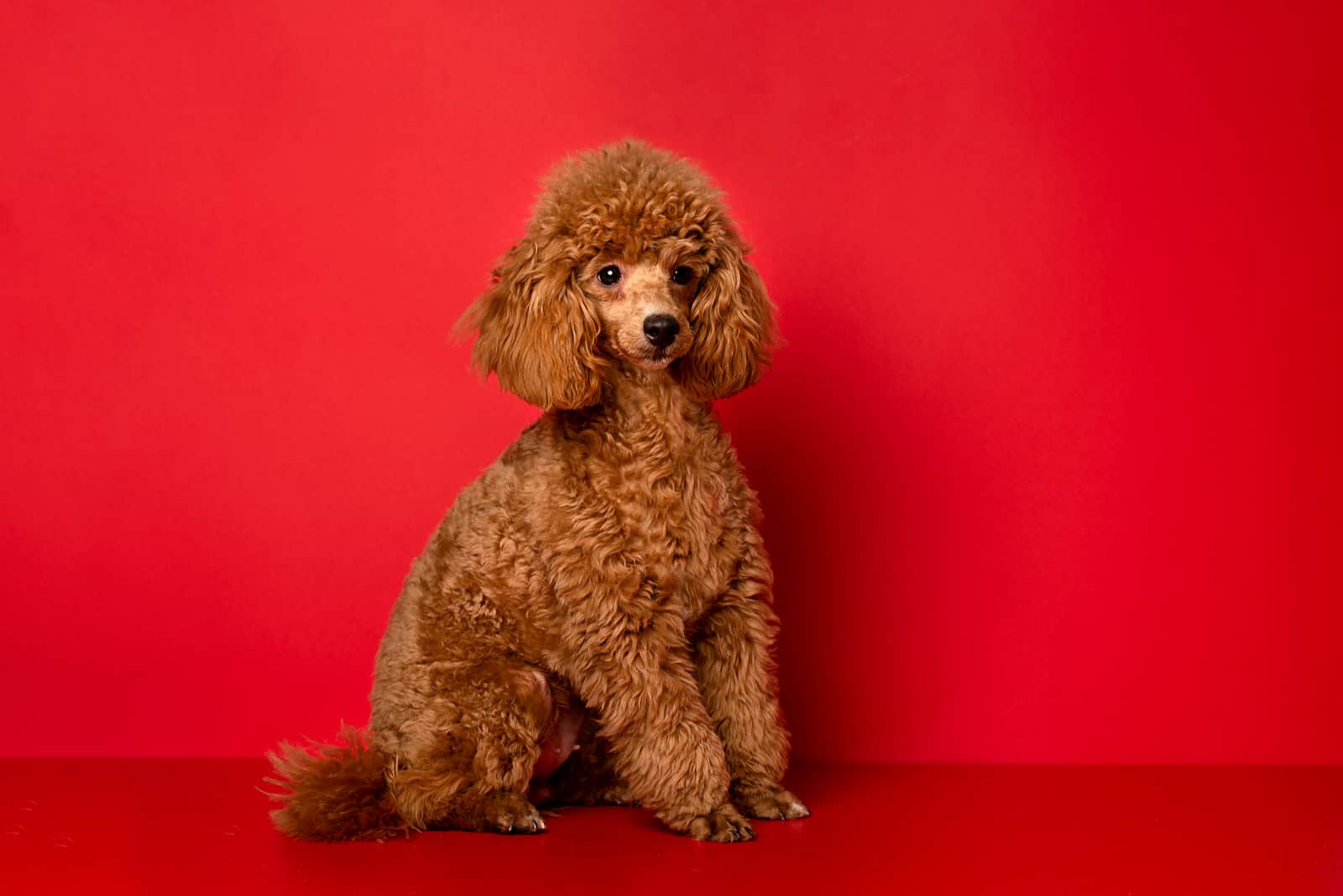 Cute little red poodle on a red background
