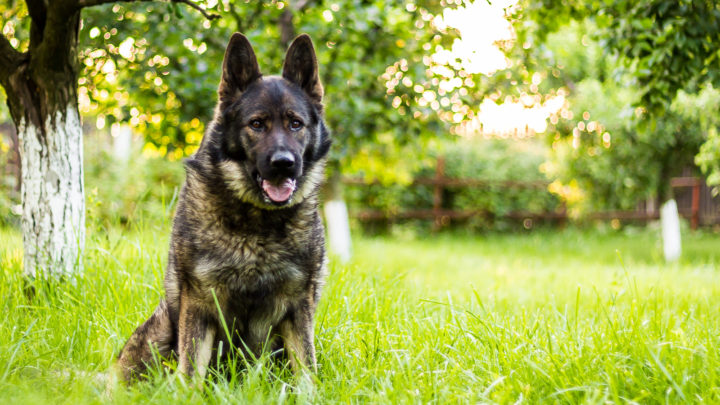 different colors of german shepherd dogs