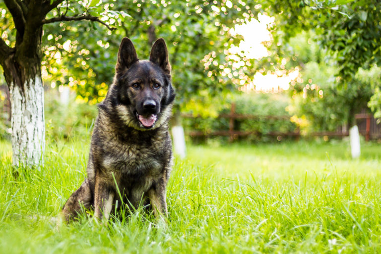adorable German Shepherd sitting on grass