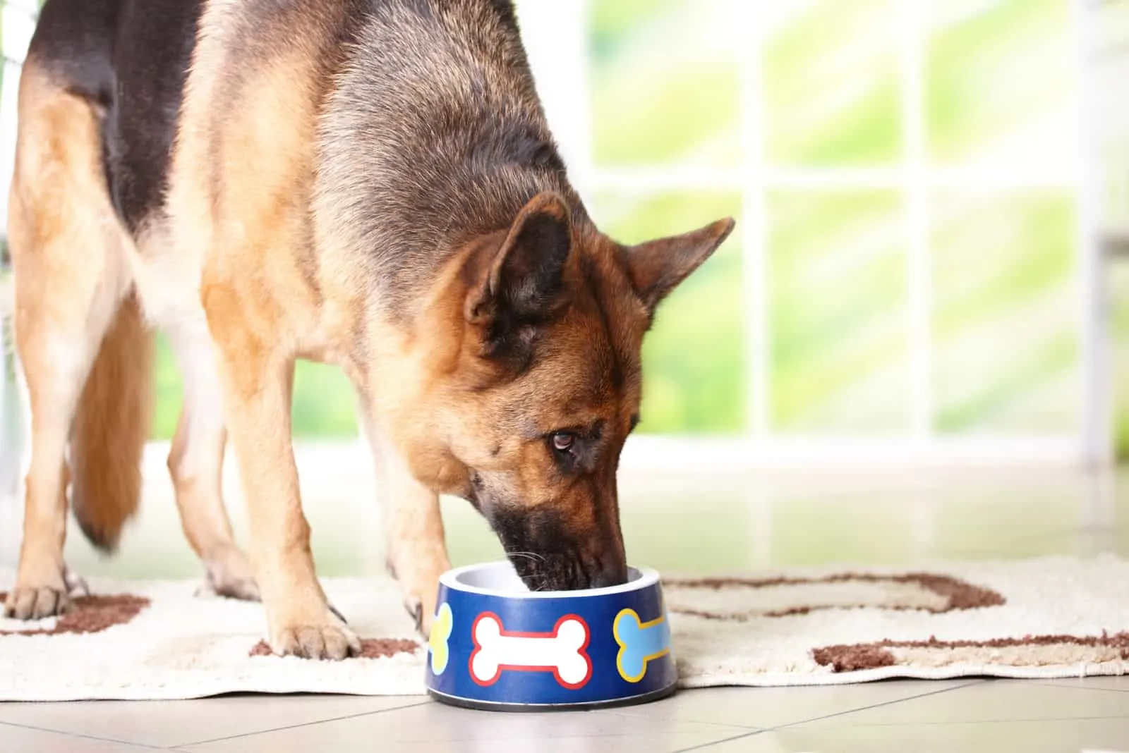 Dog German shepherd eating or drinking from bowl