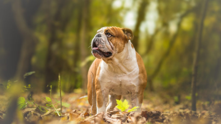 English Bulldog Colors: Cute Bulldog Colors Explained