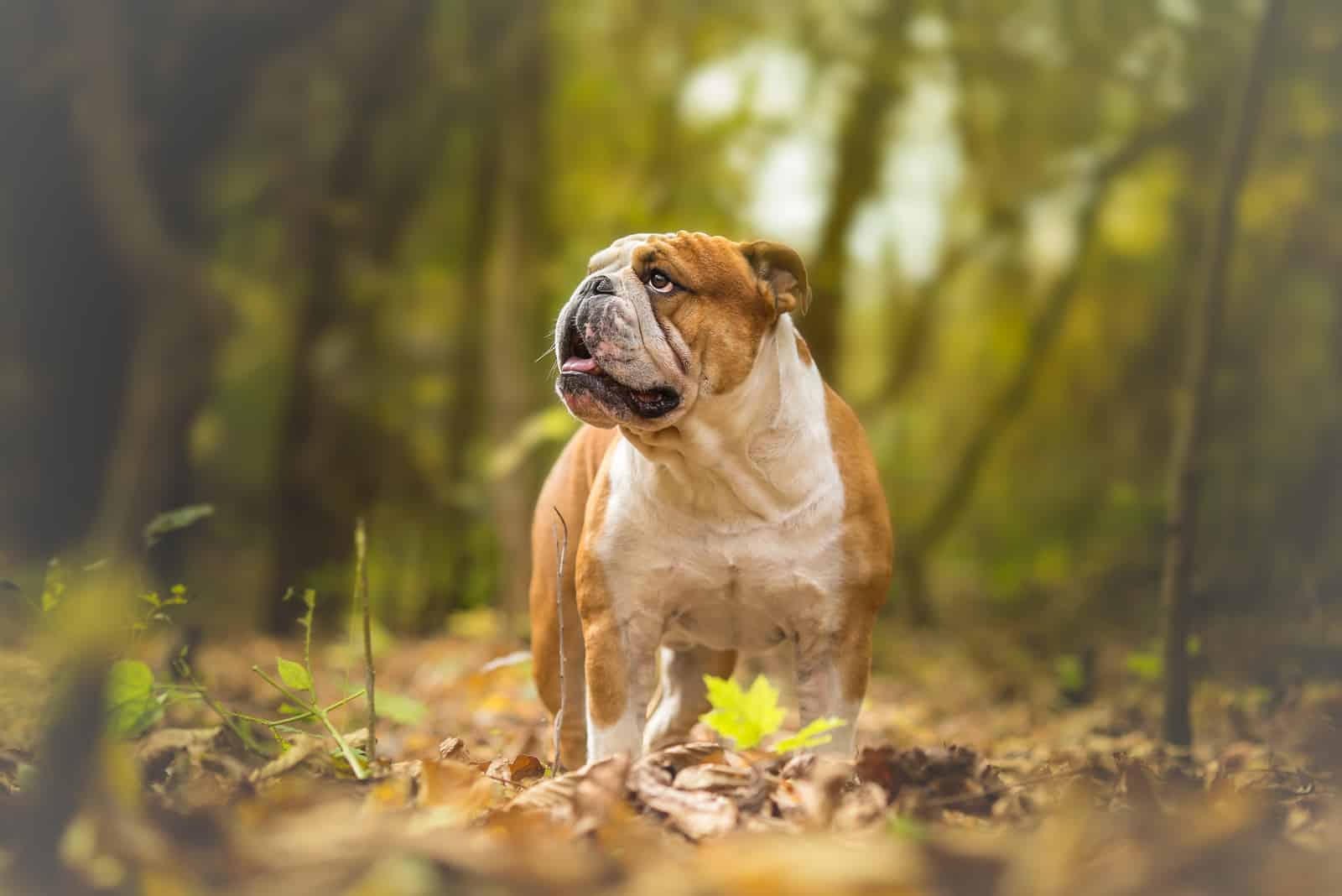 english bulldog walking in the wood