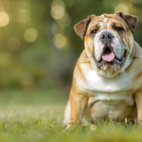 English Bulldog sitting on the grass