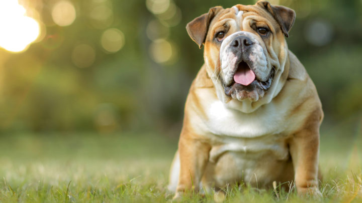 English Bulldog Price – The Cost of Little Bullies