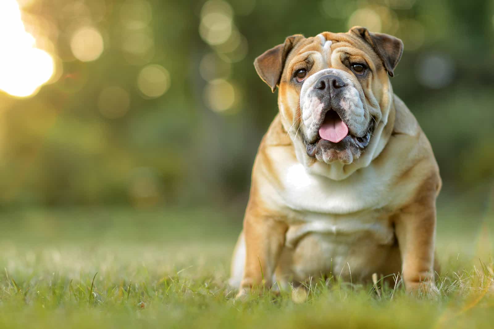 English Bulldog sitting on the grass