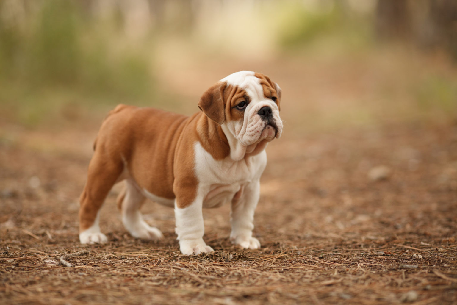 English Bulldog Price: The Puppy Cost And All Other Expenses