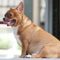 Very fat Brown chihuahua dog