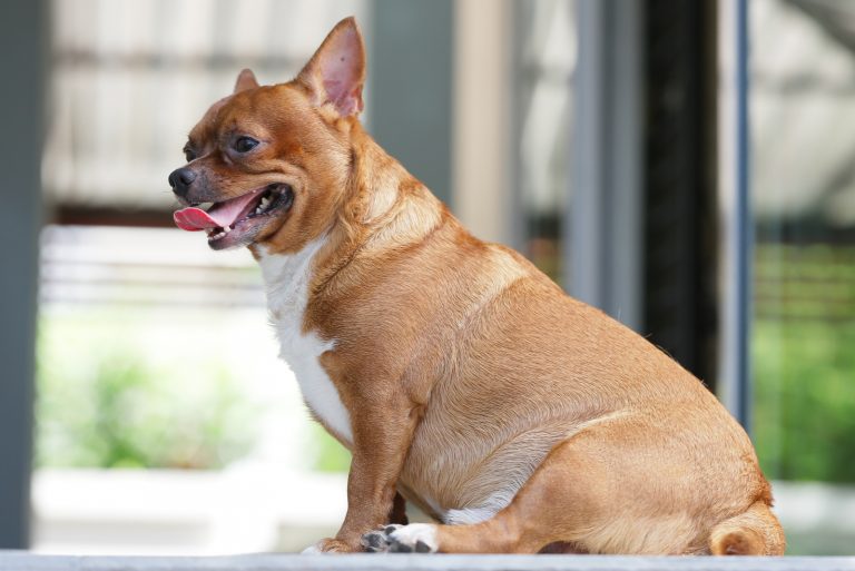Very fat Brown chihuahua dog
