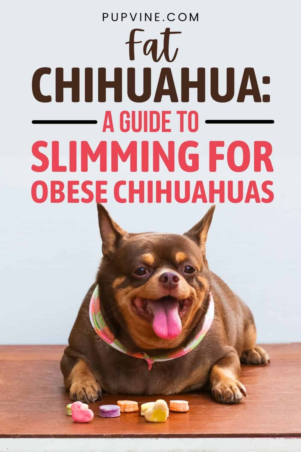 Fat Chihuahua A Guide To Slimming For Obese Chihuahuas