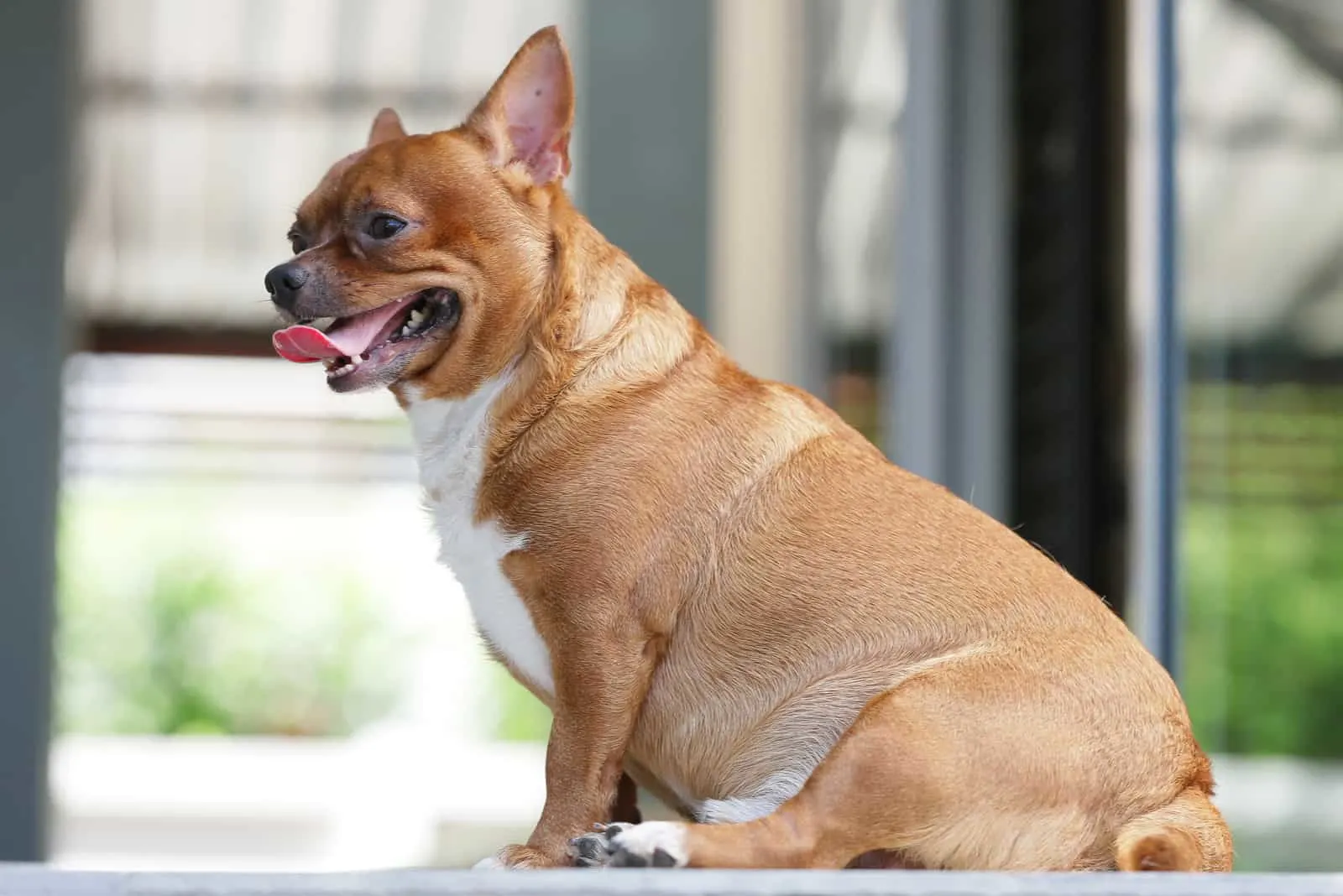 Fat Chihuahua: A Guide To Slimming For Obese Chihuahuas