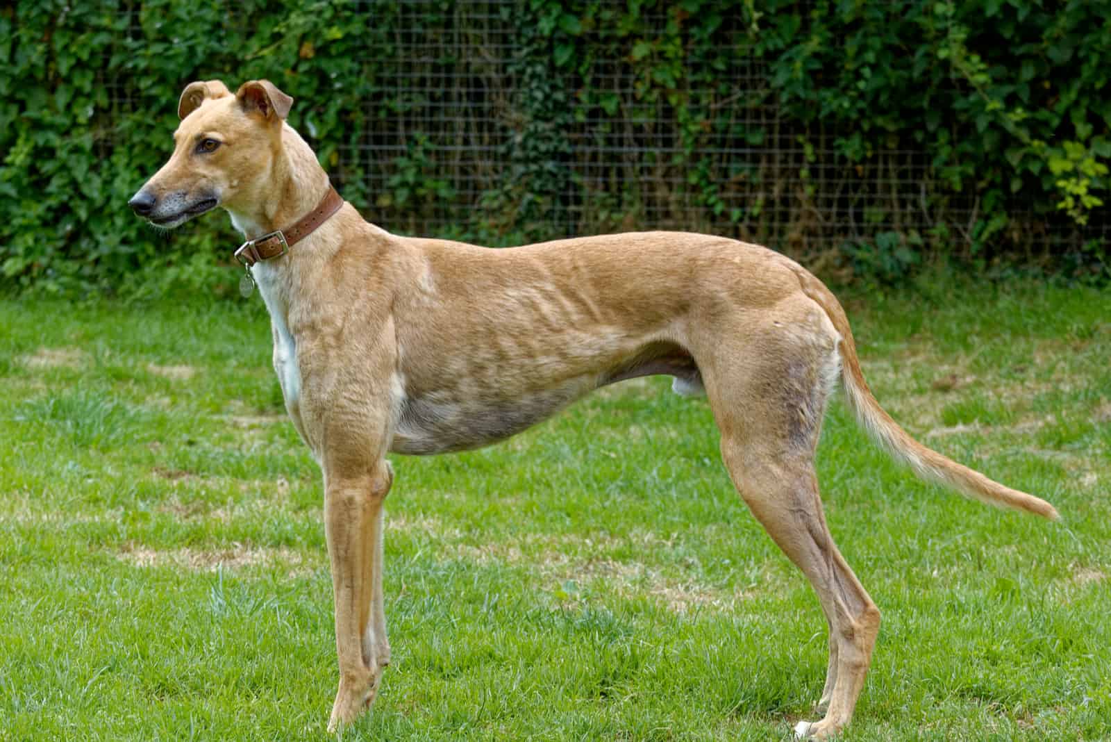 Fawn greyhound standing on the grass