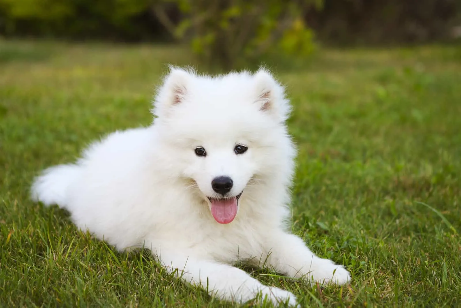 Funny Samoyed puppy in the summer garden on the green grass