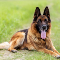 German shepherd with protruding tongue