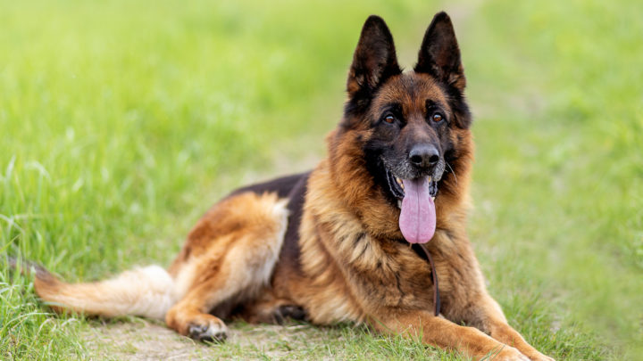 German Shepherd Price: Initial Costs And Additional Expenses