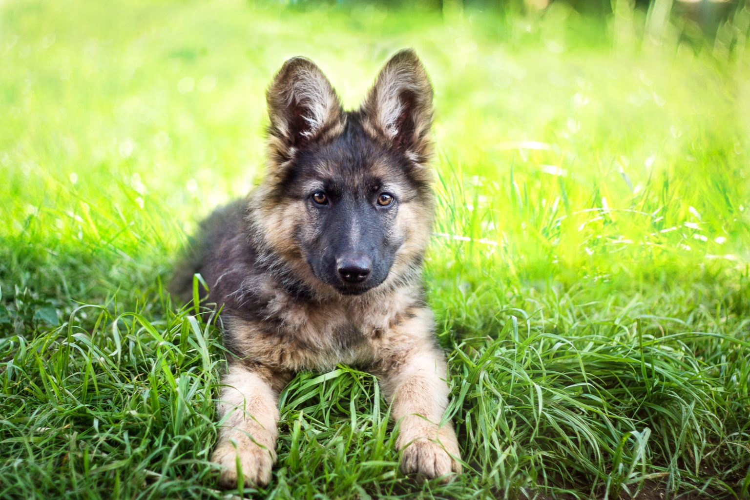 German Shepherd Price - Are These Dogs Expensive to Keep?