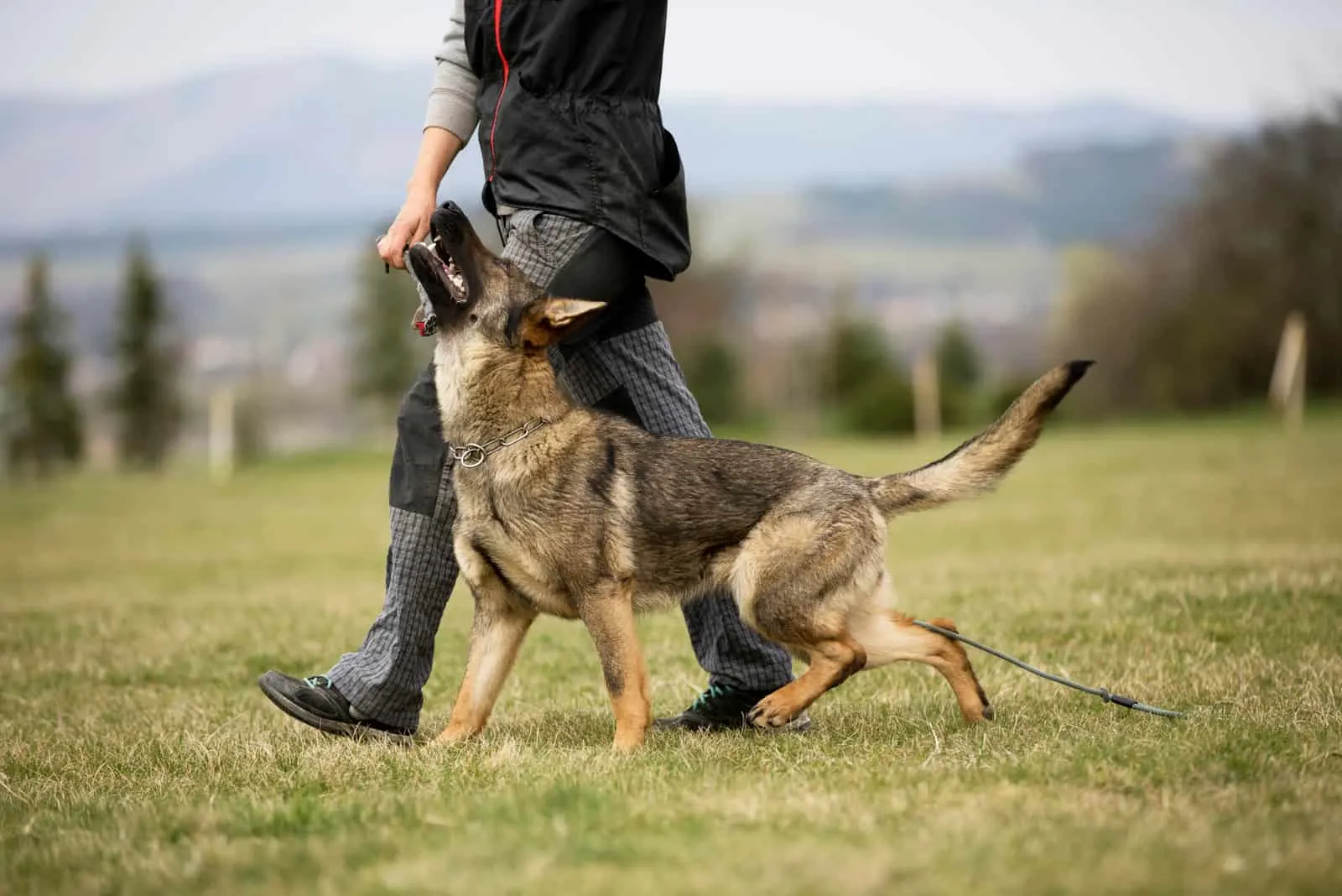 German shepherd in obedience training on green grass
