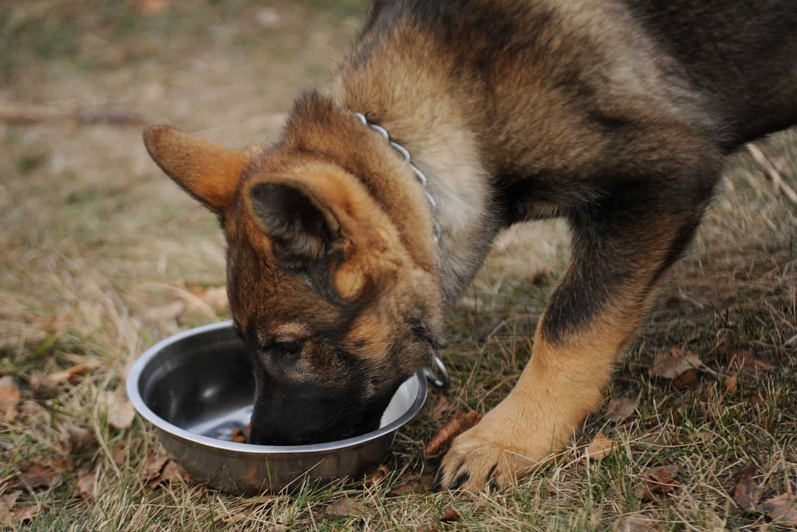 German shepherd puppy eating dry food outdoors