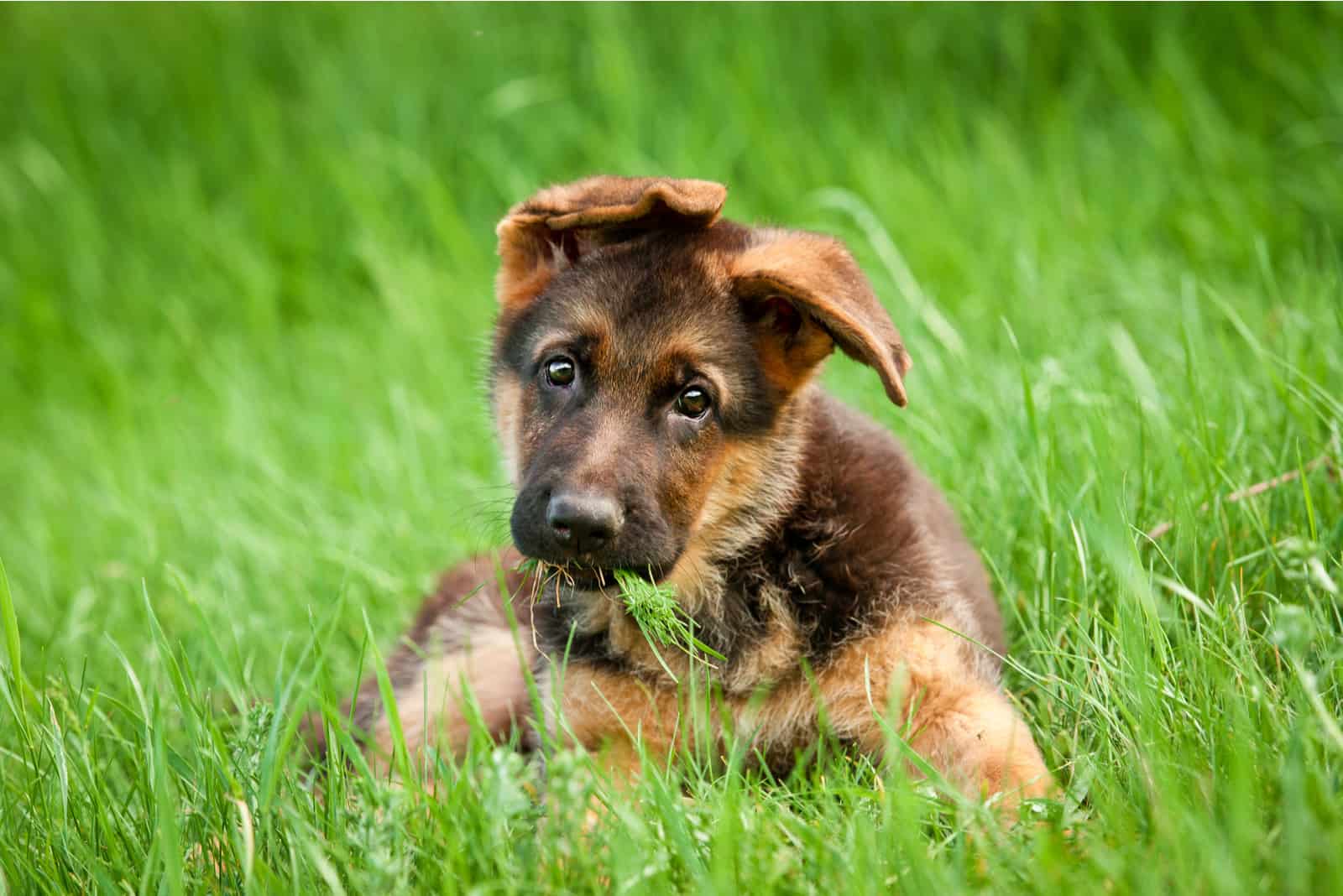 German Shepherd Puppy Cost? 