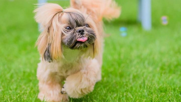 Gold Shih Tzu: A Guide To Shih Tzu Colors And Coat Care