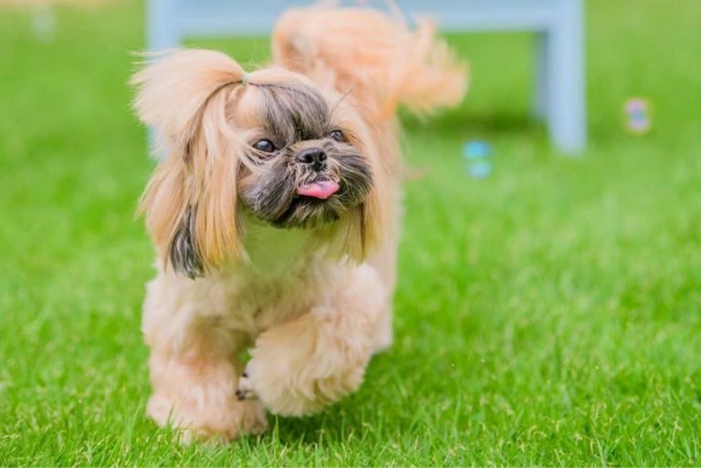 gold shih tzu