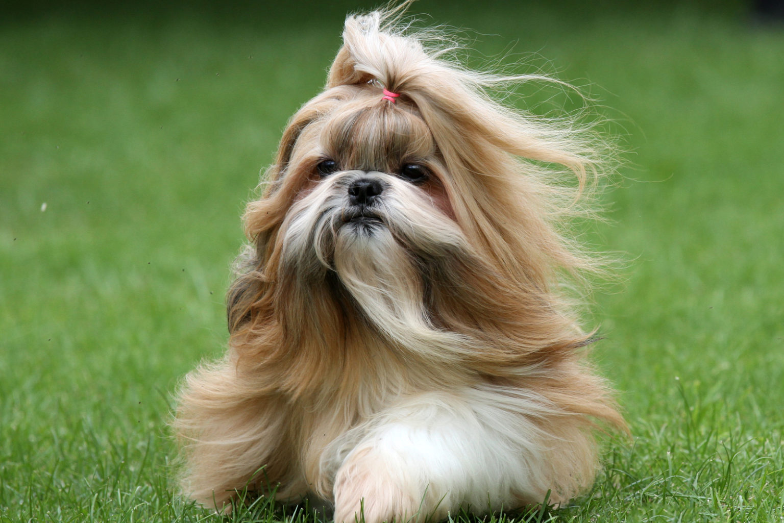 Gold Shih Tzu A Guide To Shih Tzu Colors And Coat Care