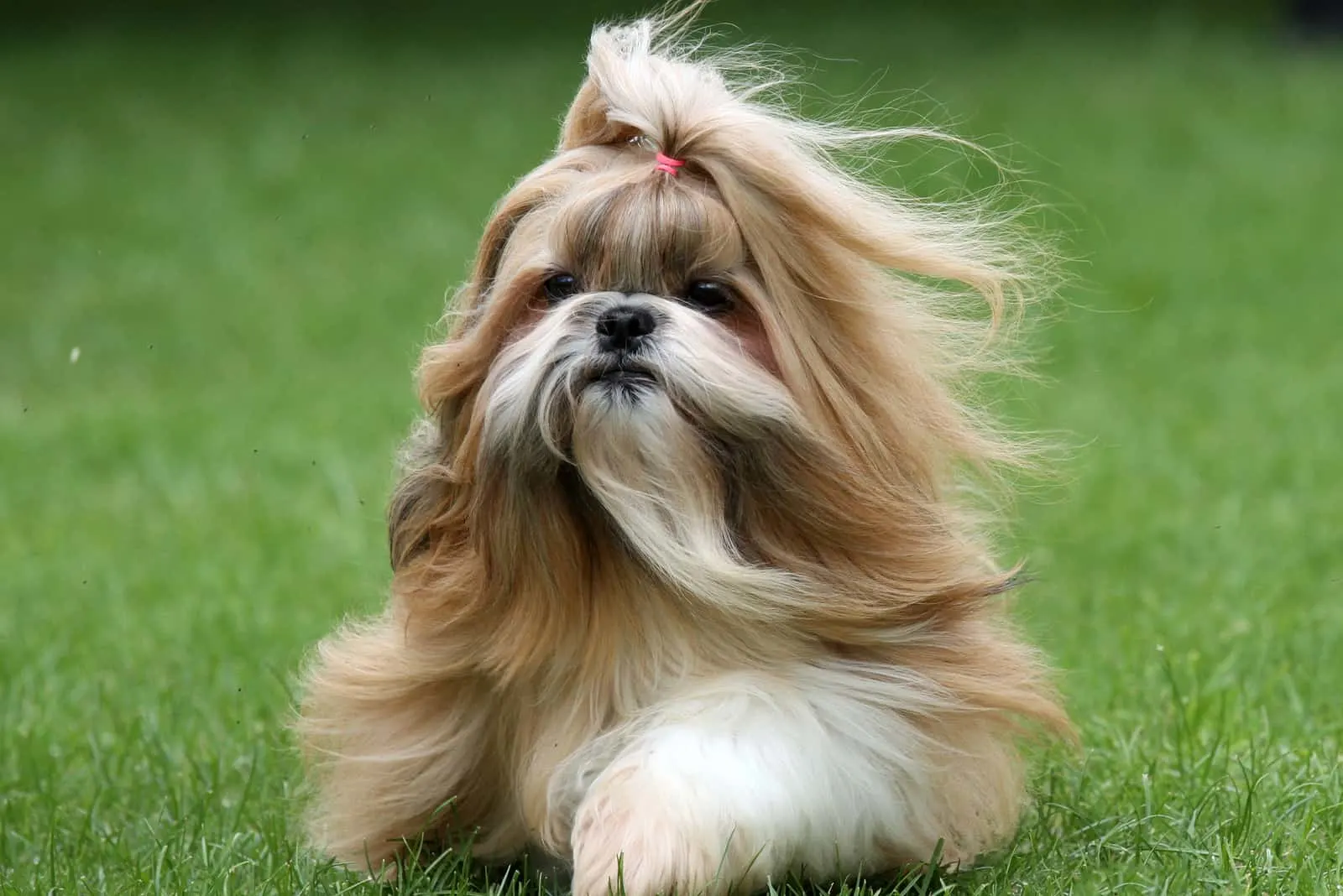 Gold and white Shih Tzu with long flowing hair