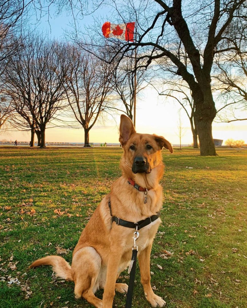 German Shepherd Price: Initial Costs And Additional Expenses