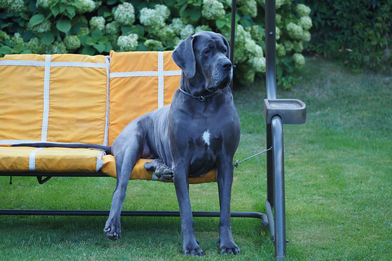 Great Dane sits on the outdoor sofa