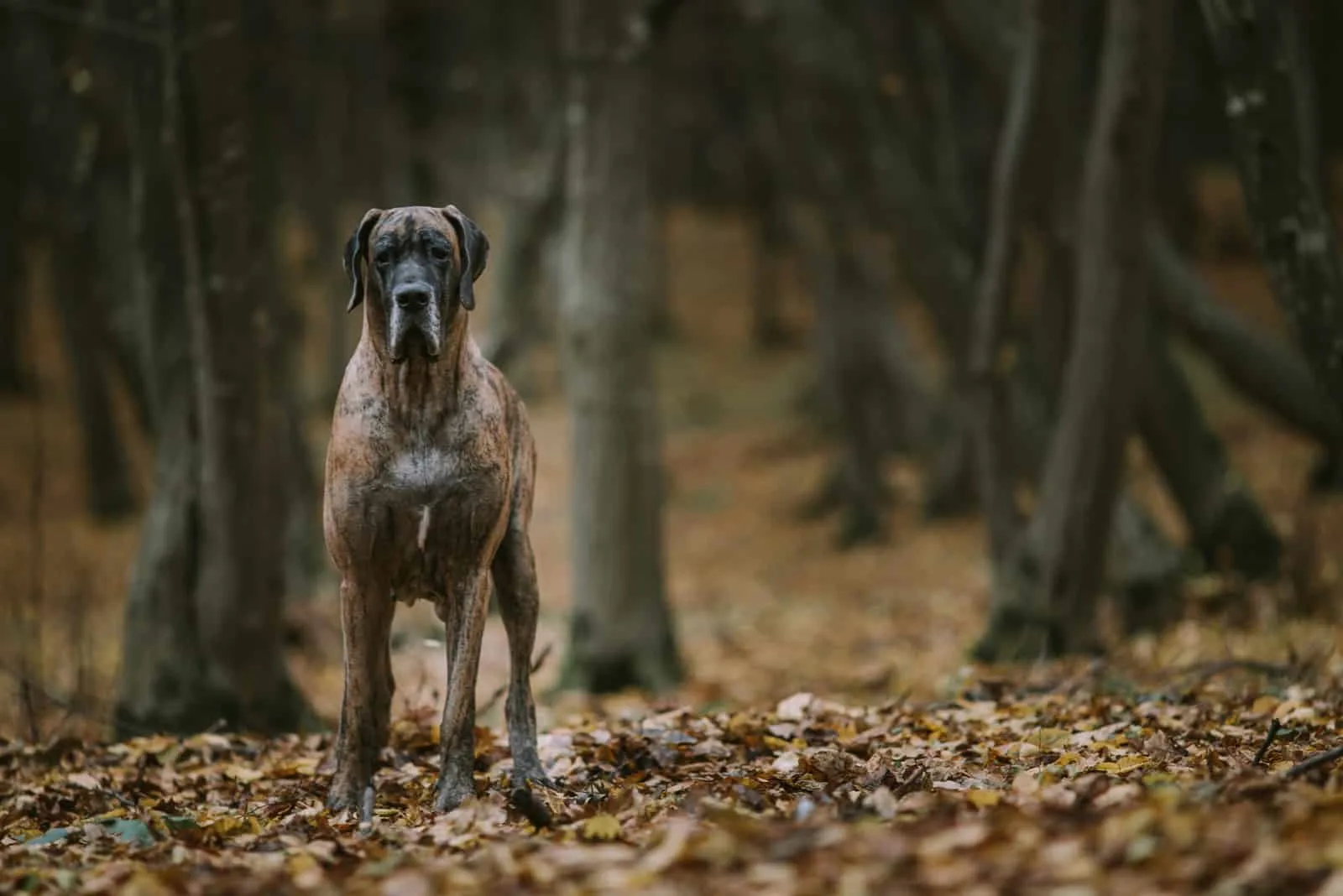 Great dane dog in the forest in autumn