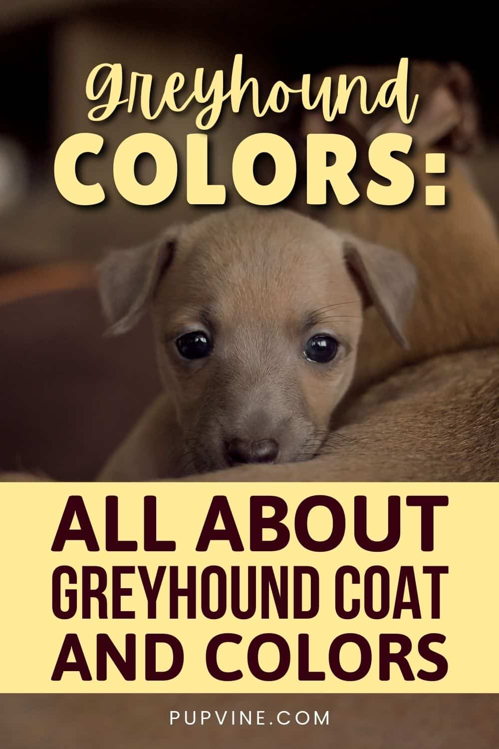 Greyhound Colors All About Greyhound Coat And Colors