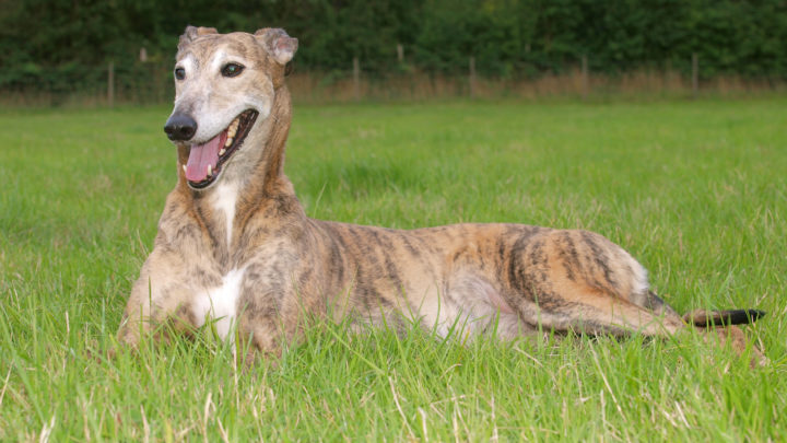 10+ Greyhound Colors: All About This Dog’s Coat