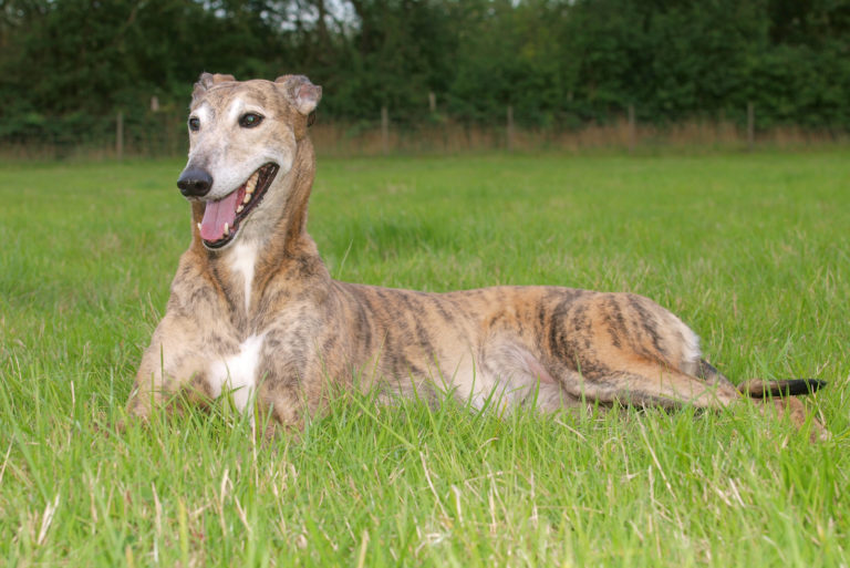 greyhpound dog lying on the grass