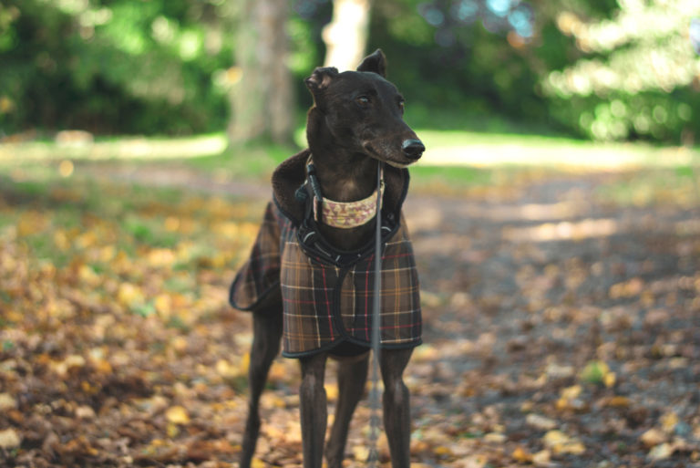 10+ Greyhound Colors All About This Dog's Coat
