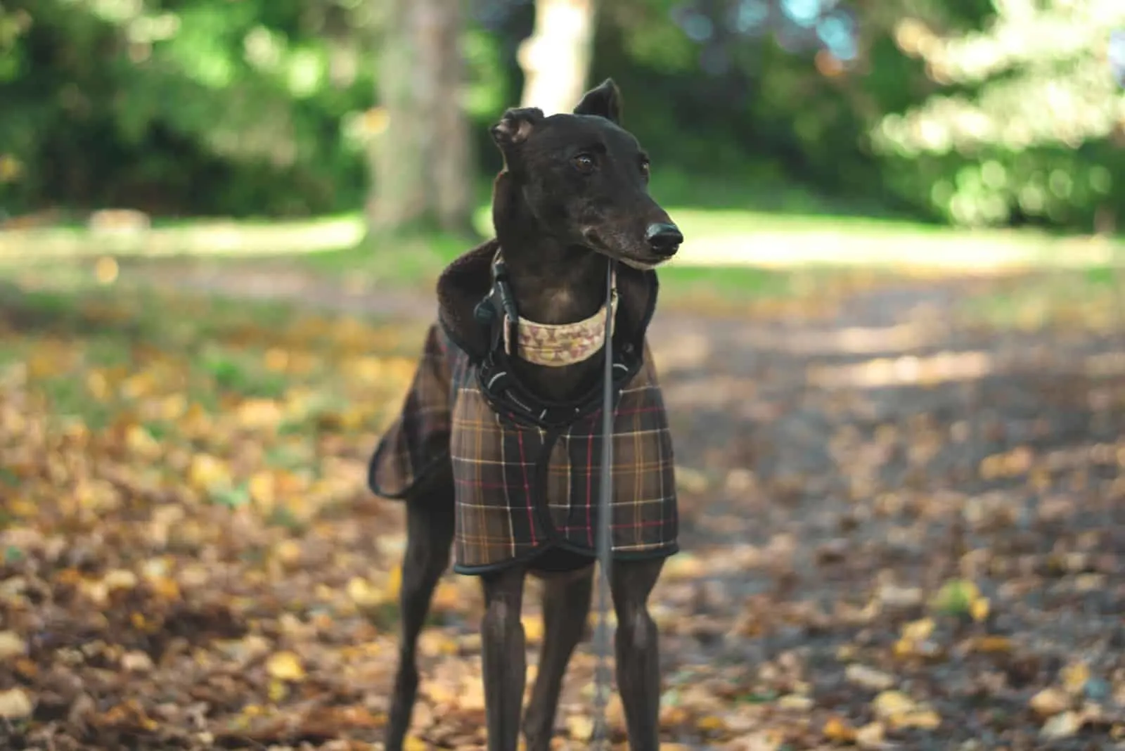 Greyhound wearing coat in park