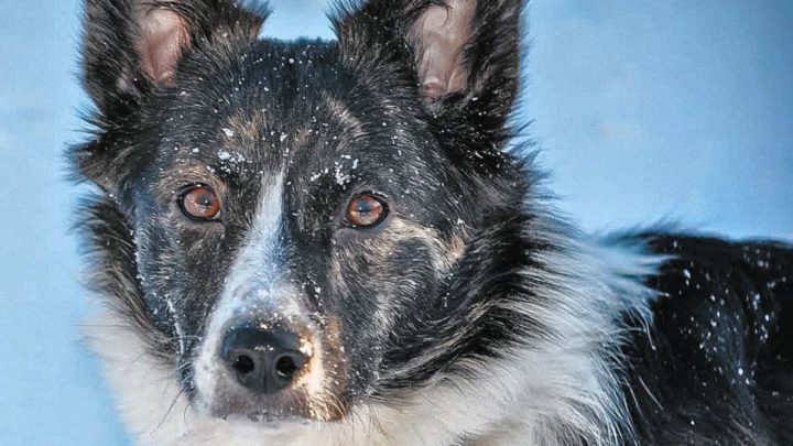 Is The Shorgi The Cutest Dog? All About This Corgi Mix