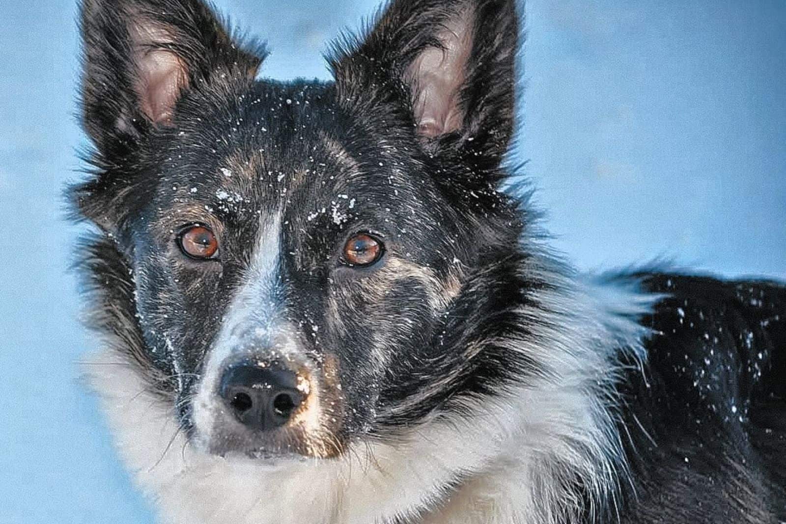 Is The Shorgi The Cutest Dog? All About This Corgi Mix