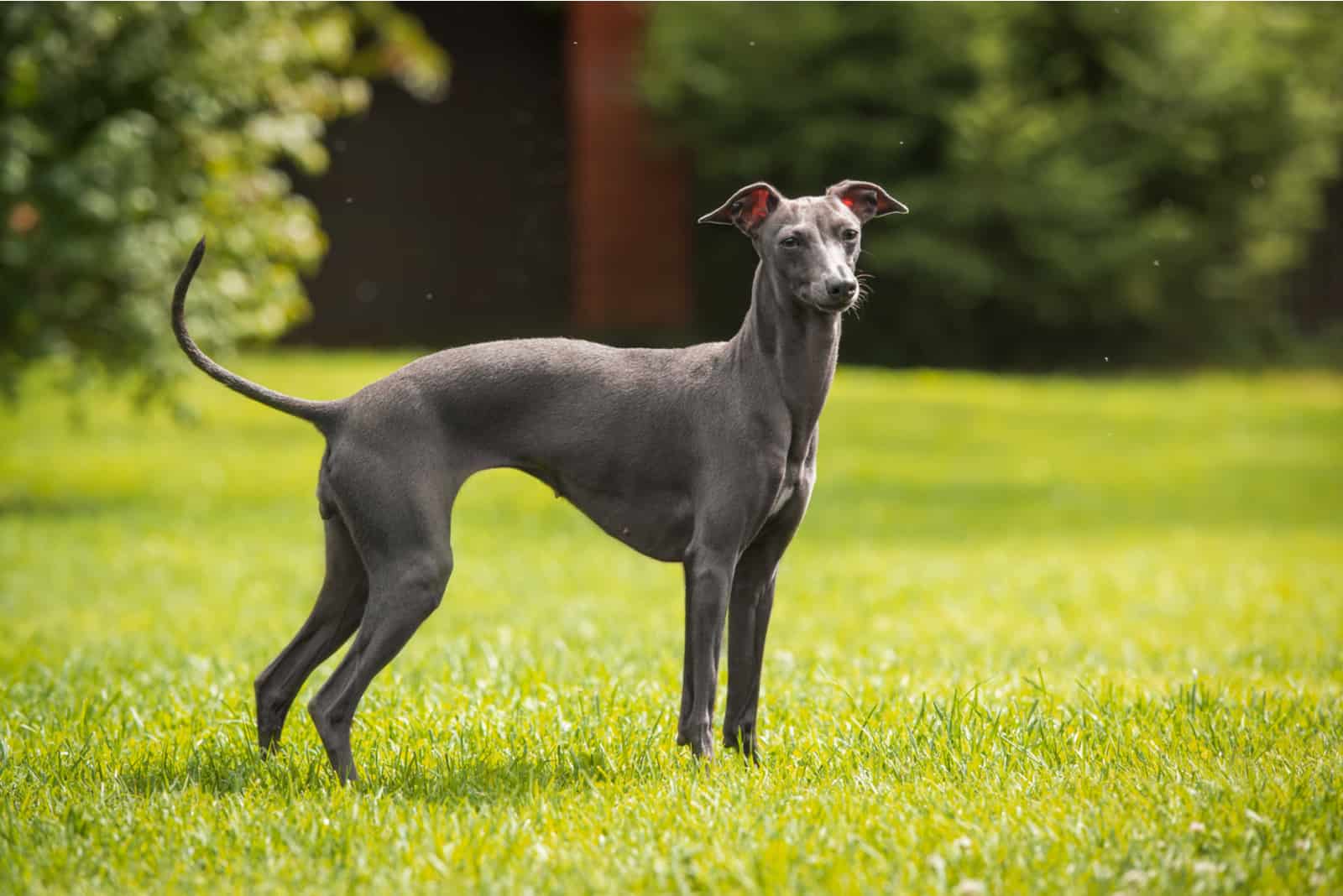 Italian greyhound standing on the grass