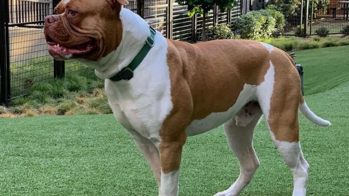 Johnson American Bulldog: In-Depth About This Bully