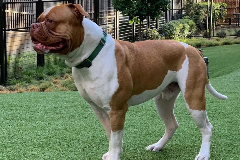 Johnson American Bulldog