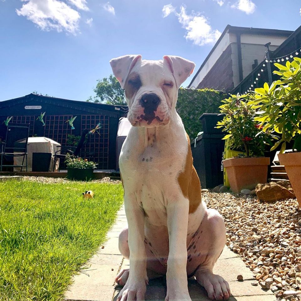 Johnson American Bulldog InDepth About This Bully