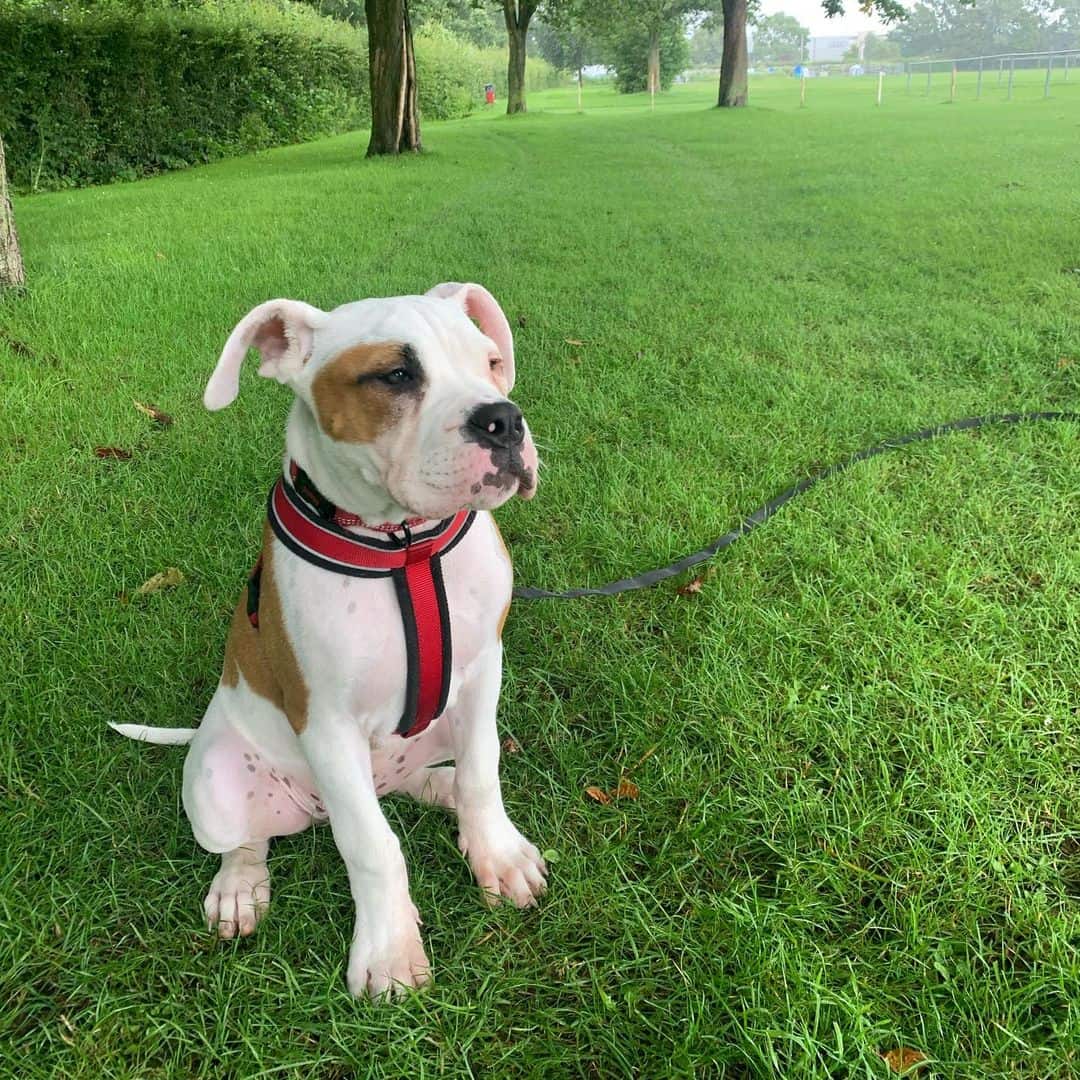 Johnson American Bulldog sitting on the grass